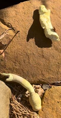 This is when I found  the mushrooms for the first time.