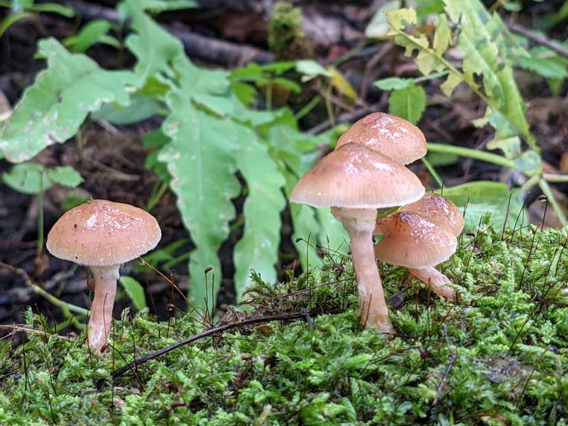 A group of small, pale mushrooms growing on rotting wood.