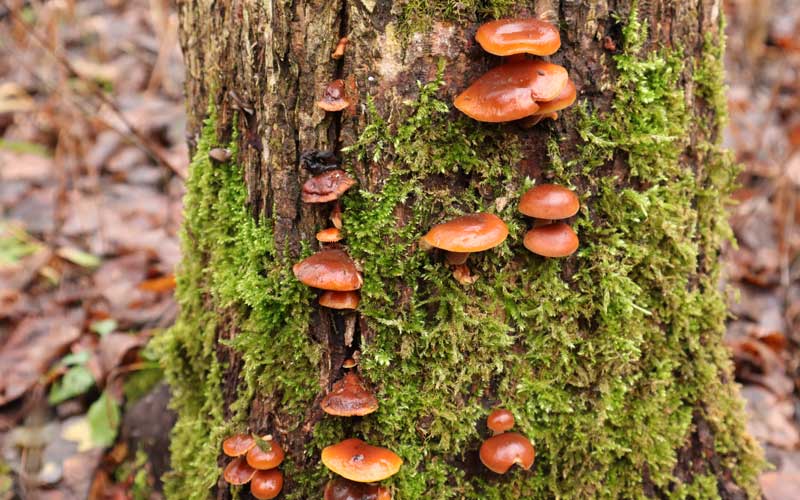 Mushrooms growing out from the side of a tree trunk