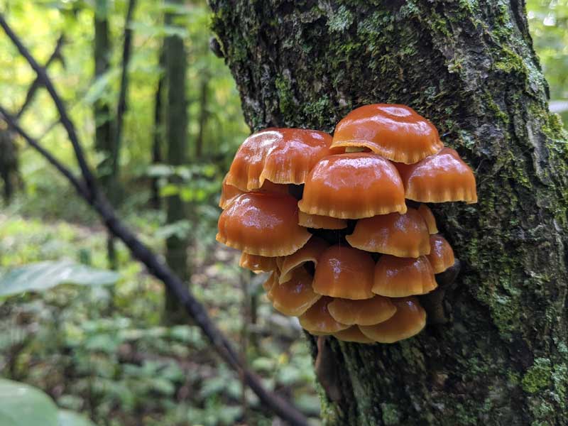 A cluster of brown mushrooms growing from the trunk of a tree