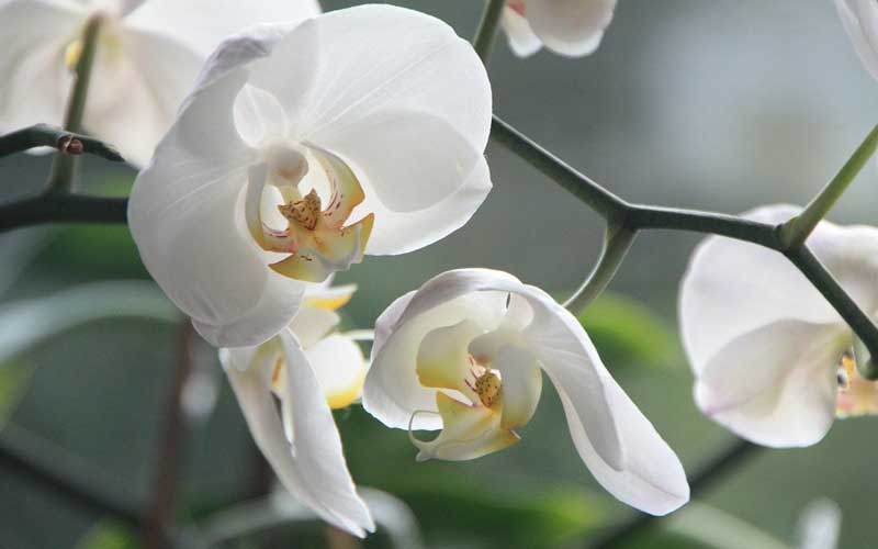Orchids can't survive without fungi