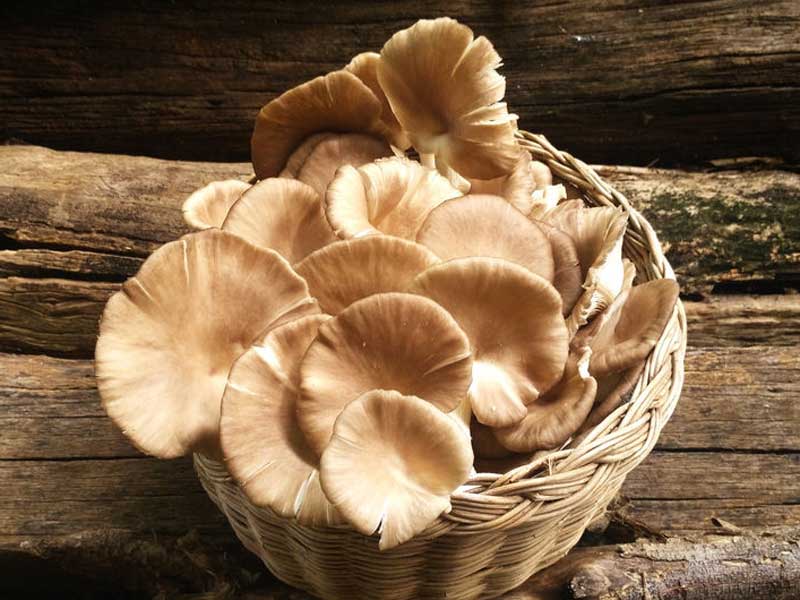 The nutritional value of mushrooms is wildly underestimated 