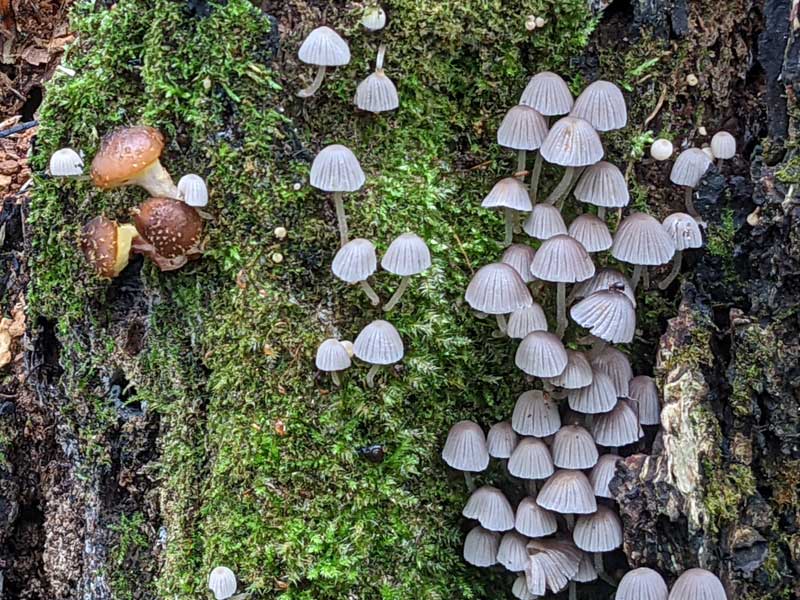 A cluster of white, veil-like mushrooms