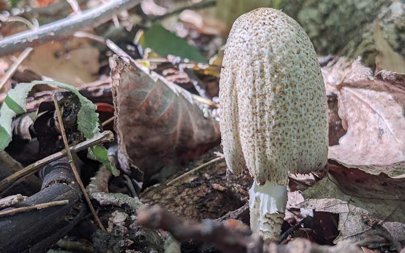 Mushroom pushing up through leaves on the forest floor
