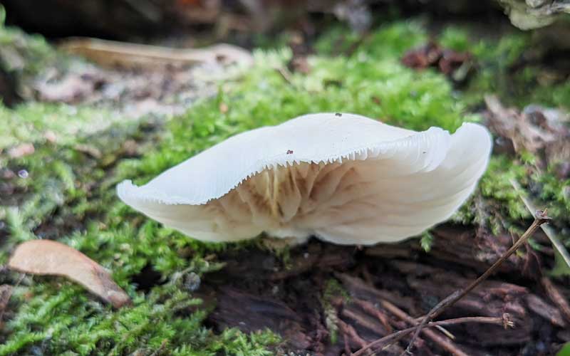 Mushroom growing from fallen wood