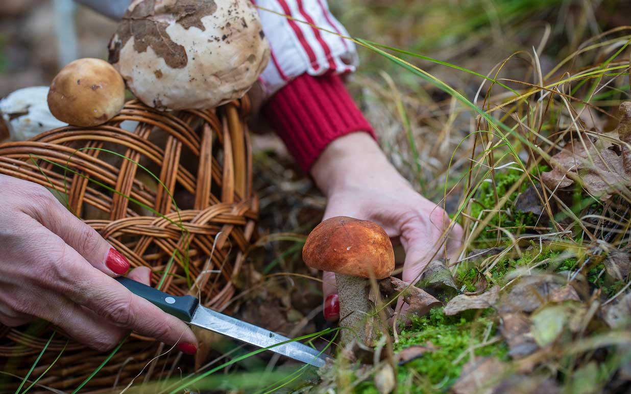 Using a knife when foraging for wild mushrooms