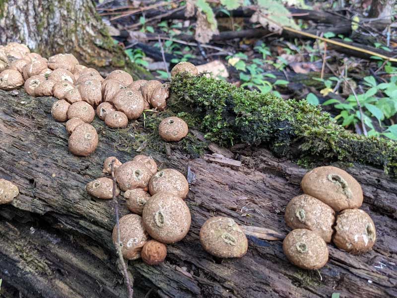 Puffball mushrooms.