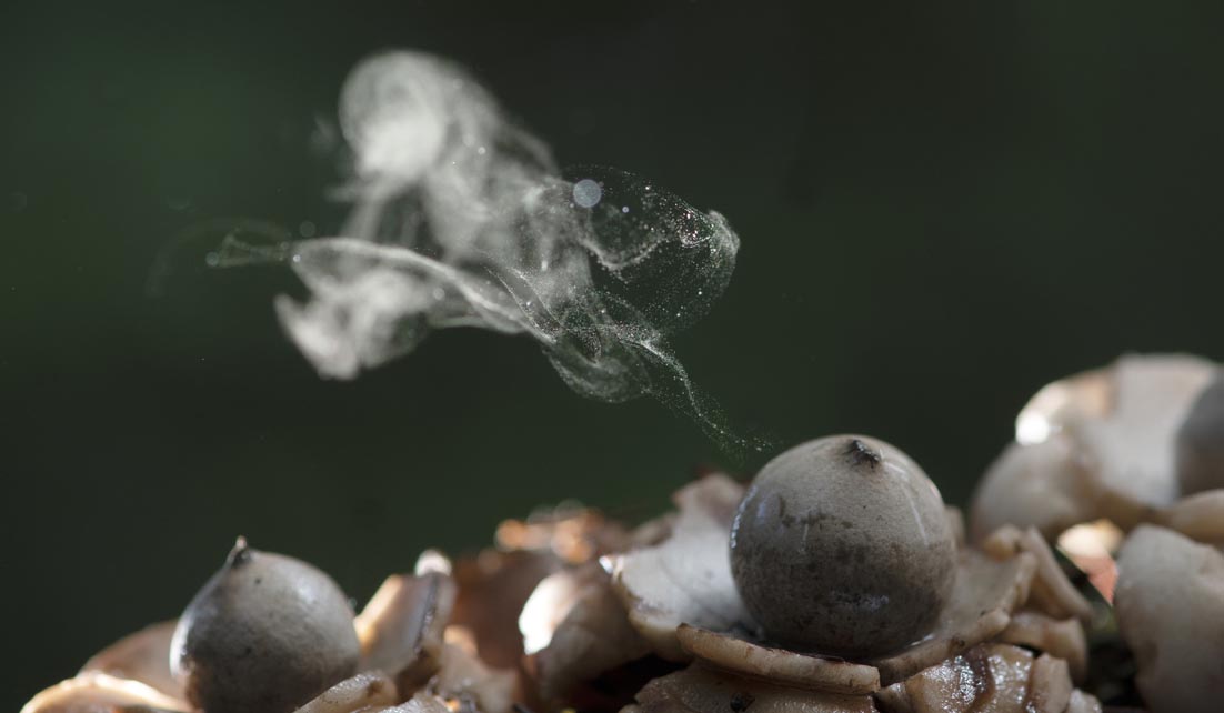Puff mushrooms releasing spores