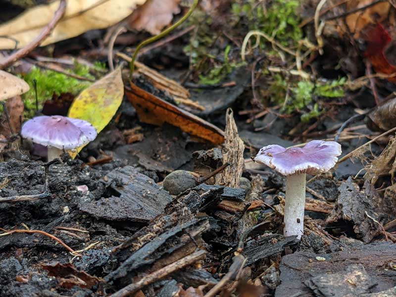 Two purple mushrooms