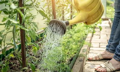 Questions about using mushrooms for desalination and gray water filtration.