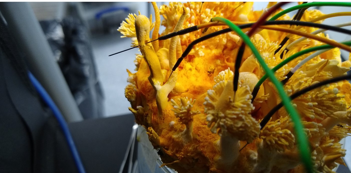 Electrodes inserted in Caterpillar Fungus, C. militaris – A. Adamatzky, 2022