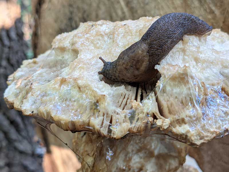 Slug feeding on mushroom