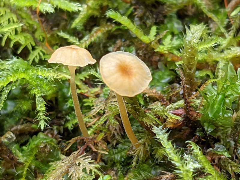 Two delicate mushrooms growing in moss.
