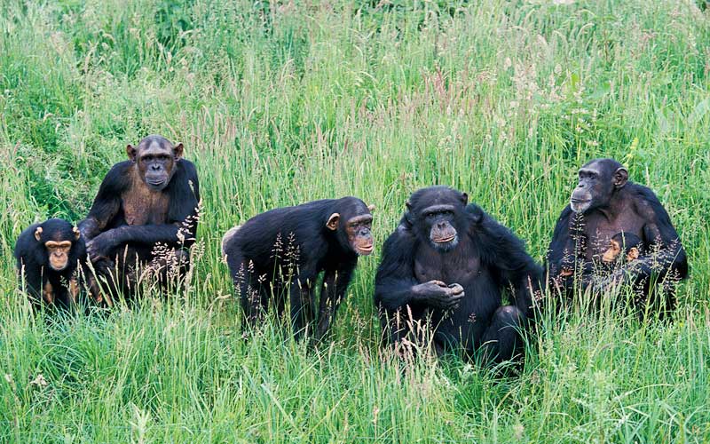 The stoned ape theory