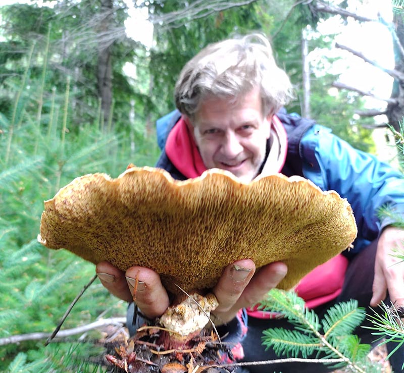 The cap of Suillus Luteus can measure up to 12 cm wide.