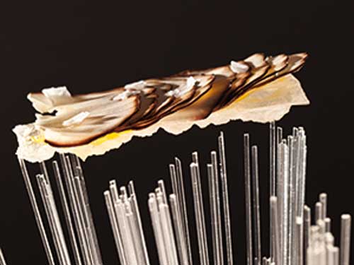 Sweet Cep mushroom coca Sweet Cep mushroom coca