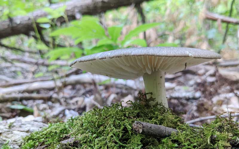 Beautiful flat-topped mushroom, standing alone