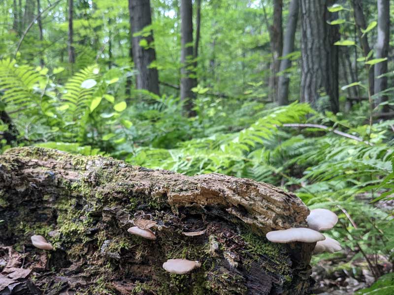 Mushrooms growing from a fallen tree trunk