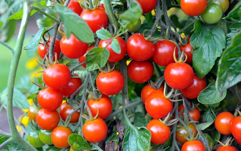 Tomato plants exchange electrical signals via a mycelial network in the soil.