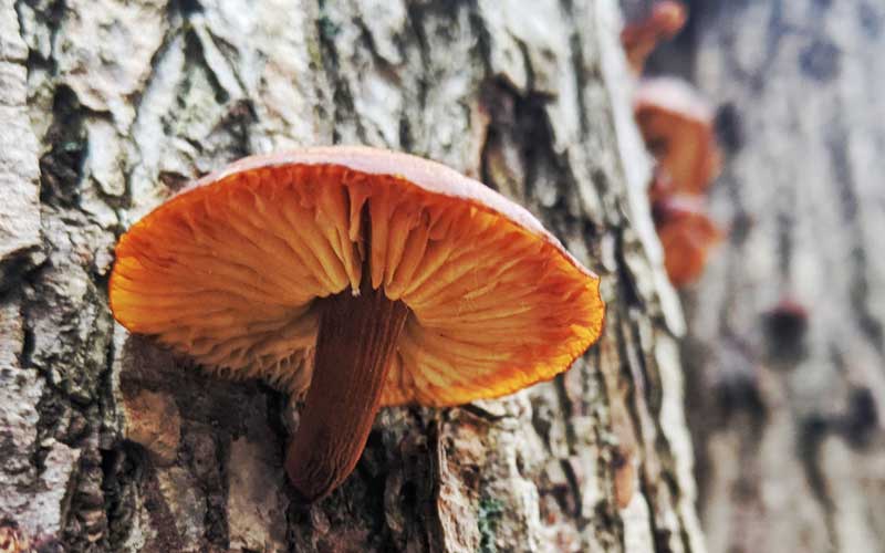 Golden Needle mushroom