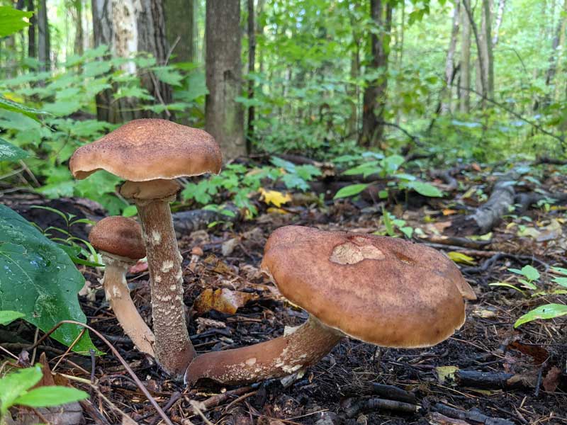 Three mushrooms growing from a single stem
