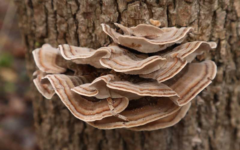 Turkey Tail mushroom