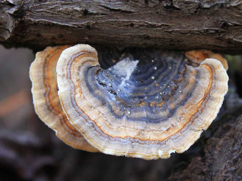Turkey Tail mushrooms