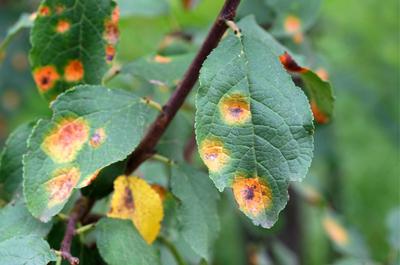 Fungal Rust on Apple Tree