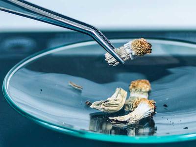 Weighing dried magic mushrooms