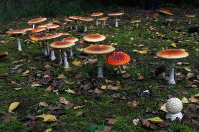 Fairy ring of mushrooms
