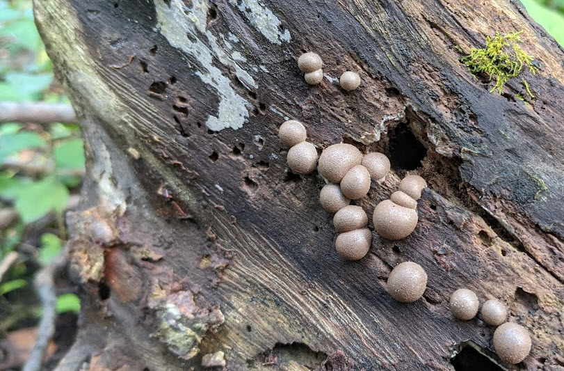 Stump puffball fungi