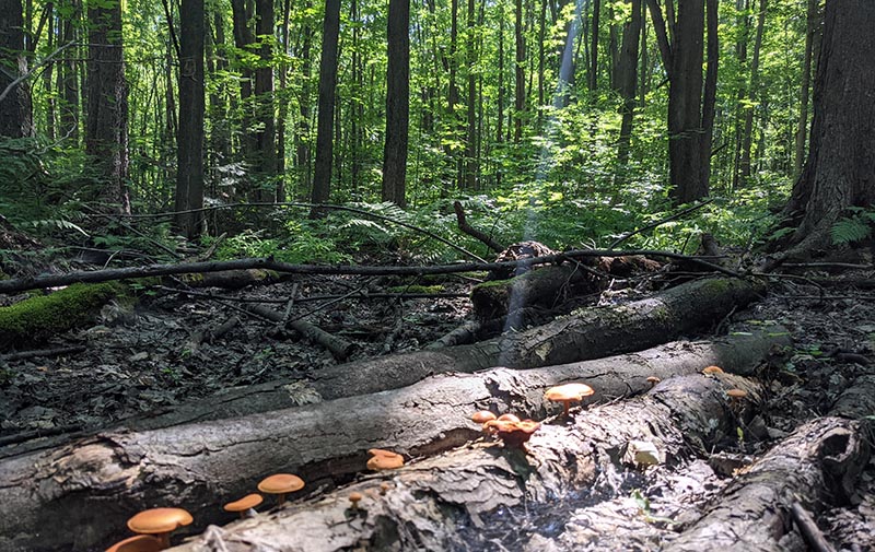 Fungi growing in woodland