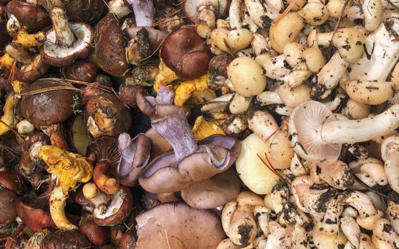 St. George's mushroom, Weeping Bolete, Chanterelles, Cowboy's Handkerchief, Wood Blewit. St. George's mushroom, Weeping Bolete, Chanterelles, Cowboy's Handkerchief, Wood Blewit.